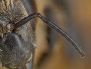 Antenne der Arbeiterin der Honigbiene (Apis mellifera)